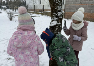 Dzieci obserwują korę drzewa
