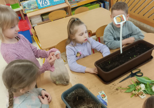 Dzieci obserwują donice z wysianymi aksamitkami