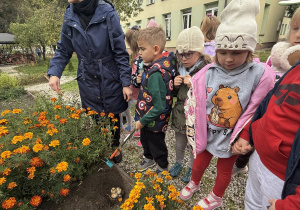 Grupa dzieci z opiekunką obserwuje sadzenie cebulek kwiatowych w rabacie z kwitnącymi aksamitkami w ogrodzie przedszkolnym. Jedno z dzieci trzyma narzędzie ogrodnicze, a w dołku w ziemi leżą cebulki; w tle widać żwirową ścieżkę i budynek.