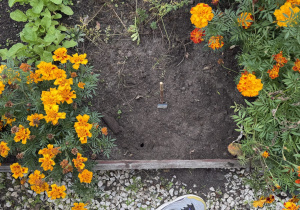 Ogrodowa grządka z ciemną, świeżo przekopaną ziemią, pośrodku której wbity jest drewniany patyczek z etykietą nasion. Po obu stronach kwitną pomarańczowo-żółte aksamitki, a grządkę od białej żwirowej ścieżki oddziela drewniana deska.
